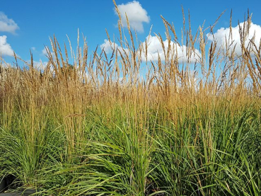 Garten Ziergras Karl Foerster Calamagrostis Reitgras